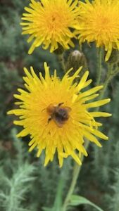 Dandelion and Bee LoRez - Association of Nature & Forest Therapy