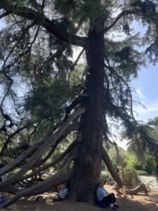 Debra Wilbur - Association of Nature & Forest Therapy