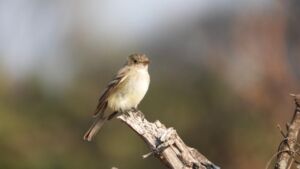 Rocio Rodriguez - Association of Nature & Forest Therapy