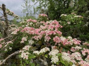 EB Image Hawthorn blossom - Association of Nature & Forest Therapy