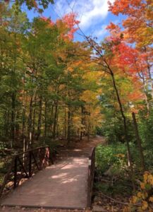 Fall pic - Association of Nature & Forest Therapy