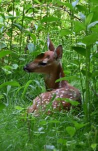 Fawn closeup - Association of Nature & Forest Therapy