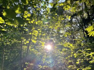 Forest Bething Joy Evans MSW - Association of Nature & Forest Therapy