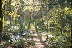 FritzPhoto Fernkingdom 34 - Association of Nature & Forest Therapy