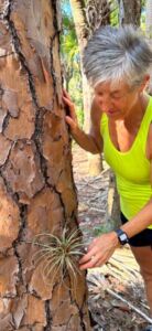 Green top air plant slash pine - Association of Nature & Forest Therapy