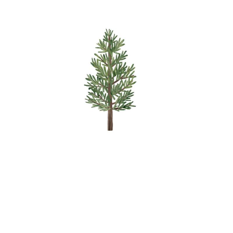 Hinoki Cedar Forest Therapy