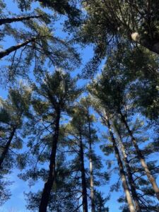 Nature And Forest Therapy - Association of Nature & Forest Therapy