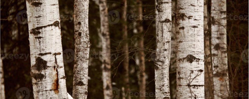 In Touch Forest Immersion, LLC