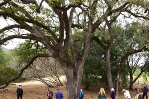 JoyEvansMSW foresttherapy - Association of Nature & Forest Therapy