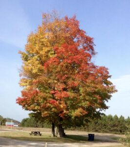 Maple Tree - Association of Nature & Forest Therapy