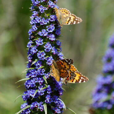 Moments in Nature 3 - Association of Nature & Forest Therapy