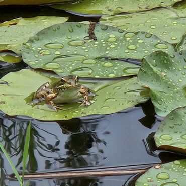 Moments in Nature 4 - Association of Nature & Forest Therapy