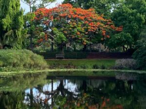 Mounts royal poinciana tree - Association of Nature & Forest Therapy