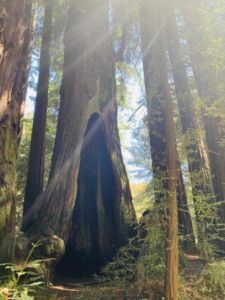 Mt. Madonna8521 - Association of Nature & Forest Therapy