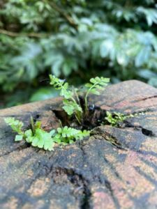 Nature Invitations - Association of Nature & Forest Therapy