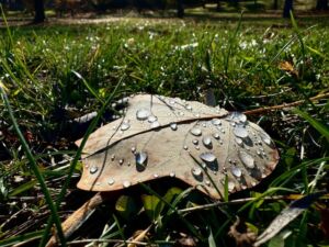Nov 12 2024 1 - Association of Nature & Forest Therapy