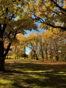 Oct 22 2024 1 - Association of Nature & Forest Therapy