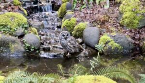 Owl bath 4 Trees Sanctuary - Association of Nature & Forest Therapy