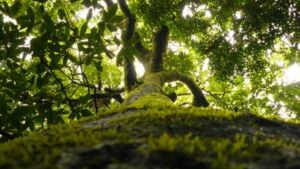Manuela Siegfried - Association of Nature & Forest Therapy