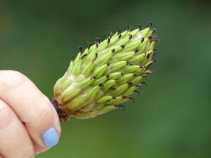 Linda Lombardo - Association of Nature & Forest Therapy