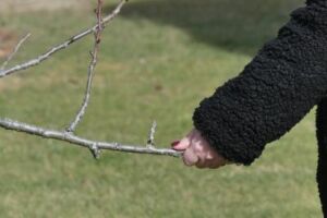 Linda Lombardo - Association of Nature & Forest Therapy