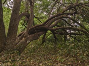 Forest Floor Wellness - Association of Nature & Forest Therapy