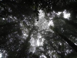 Picture 132 - Association of Nature & Forest Therapy