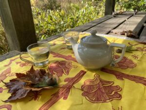 Donna Esposito - Association of Nature & Forest Therapy