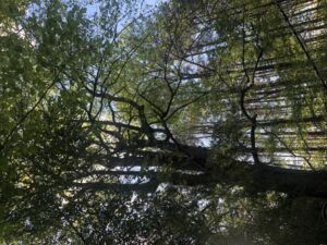Linda Pierce - Association of Nature & Forest Therapy