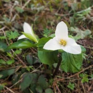 Trillium 700 - Association of Nature & Forest Therapy