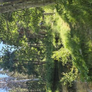 Valentine Pond trail 2024 - Association of Nature & Forest Therapy