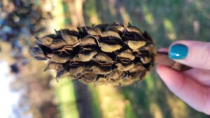 WR NatureConnection - Association of Nature & Forest Therapy
