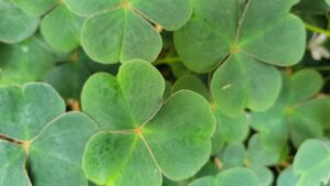 WR Noticing - Association of Nature & Forest Therapy