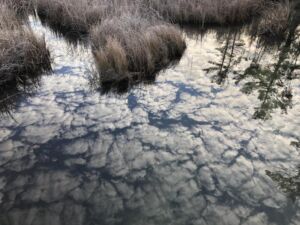 Douglas Jones - Association of Nature & Forest Therapy