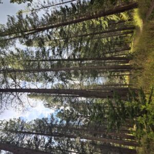 YPO woman s retreat 10 6 Mammoth - Association of Nature & Forest Therapy