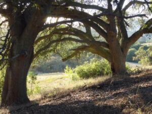 dx 5cOAdCcI0YOyqS8 4ThjcIpZk8xUGrr5Ovs5VM9U - Association of Nature & Forest Therapy
