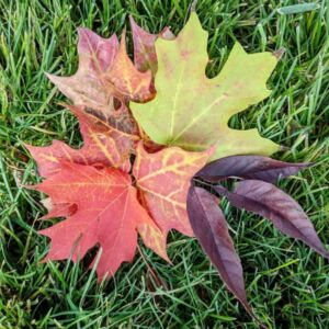 Fall Leaves - Association of Nature & Forest Therapy