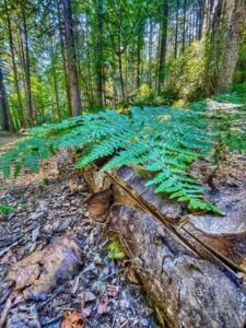 Dawn Cogliser - Association of Nature & Forest Therapy