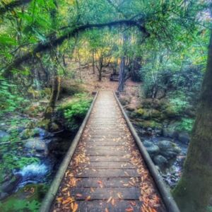 Foot Bridge At Waters Edge - Association of Nature & Forest Therapy