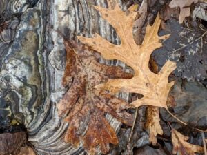 Forest Meditation Podcast Cover Art - Association of Nature & Forest Therapy
