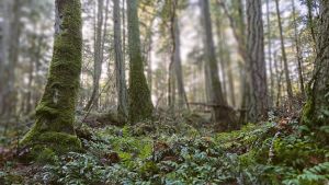 Maria Verdicchio - Association of Nature & Forest Therapy