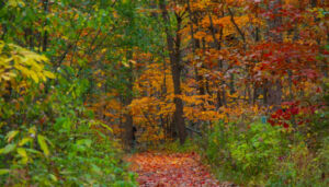 Harms Woods Nature Preserve Flickr Charles Edward Miller Oct19 700x400 - Association of Nature & Forest Therapy