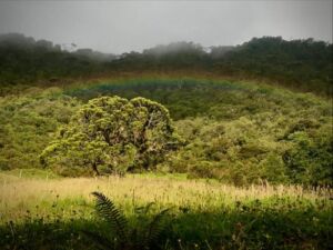 Natalia Laverde - Association of Nature & Forest Therapy