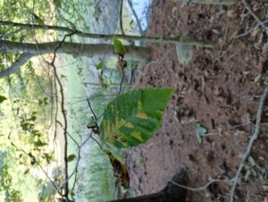 Nature And Forest Therapy - Association of Nature & Forest Therapy