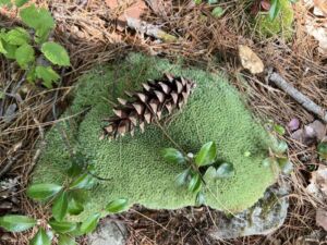 Nature And Forest Therapy - Association of Nature & Forest Therapy