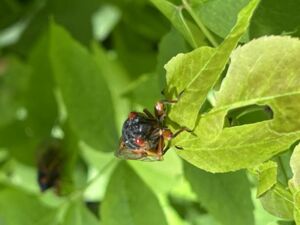 Nature And Forest Therapy - Association of Nature & Forest Therapy