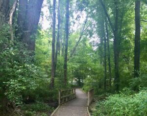 Nature And Forest Therapy - Association of Nature & Forest Therapy