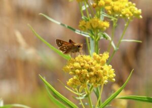 Nature And Forest Therapy - Association of Nature & Forest Therapy