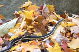 Nature And Forest Therapy - Association of Nature & Forest Therapy