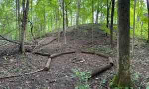 Nature And Forest Therapy - Association of Nature & Forest Therapy